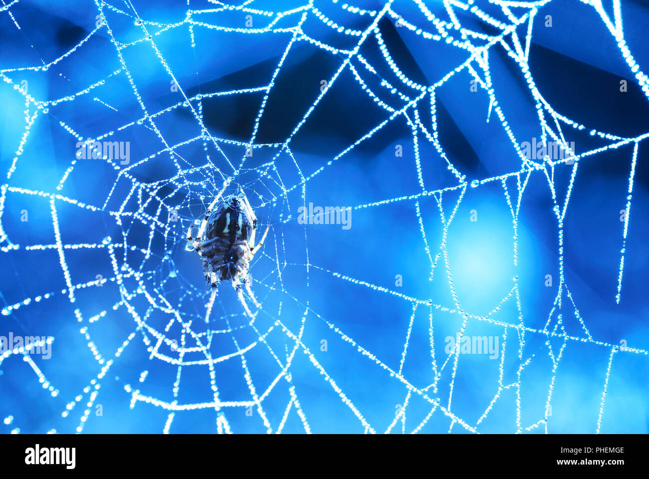 Spider web with shiny blue drops Stock Photo