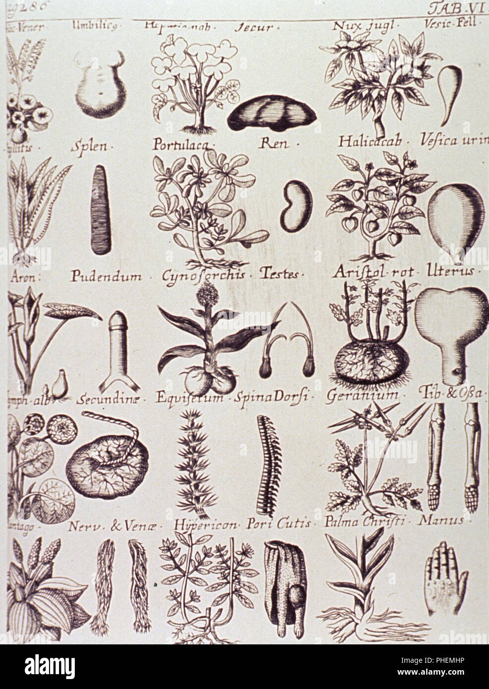 Various plants are shown along with a corresponding body part thought to benefit through some use of the plant. Stock Photo