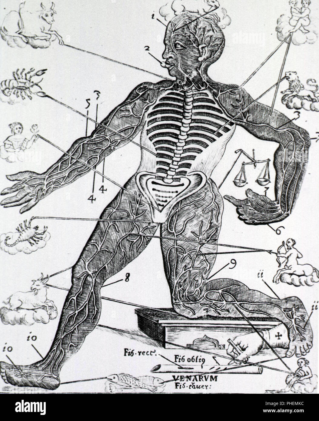 Human figure with the spine and ribs exposed, and showing veins and arteries in the extremities of the body; astrological signs are linked to the body parts they were thought to influence. Stock Photo