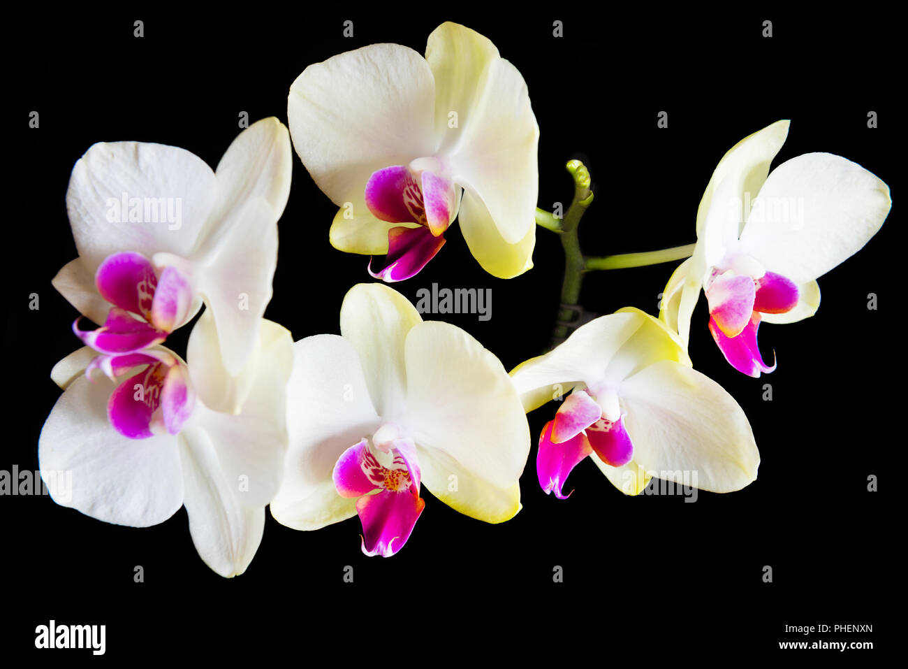 White and pink orchids Stock Photo - Alamy