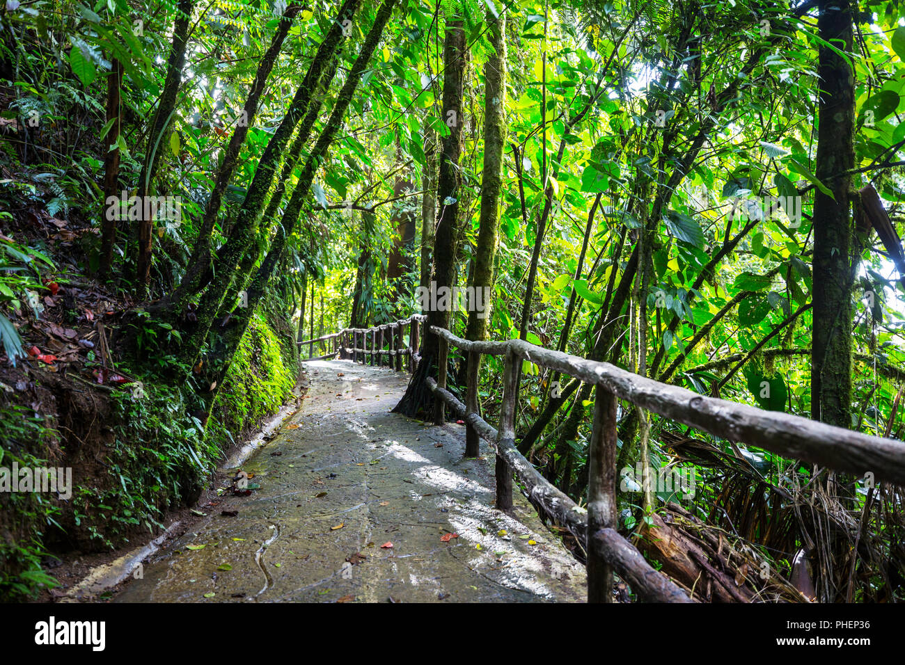 Jungle in Costa Rica Stock Photo Alamy