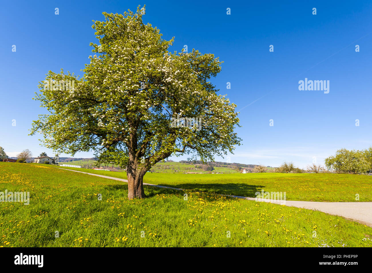 Asphalt path between pastures Stock Photo - Alamy