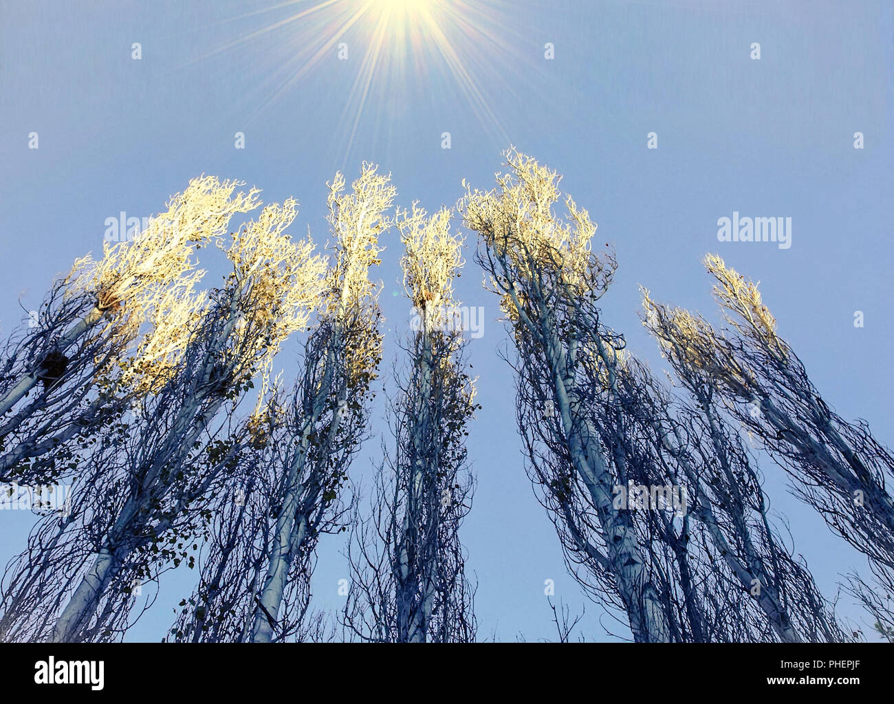 Cypress trees. Isolated.  Looking up towards the tips of sunkissed Cypress trees with a blue  clear sky in the background. Stock Image. Stock Photo