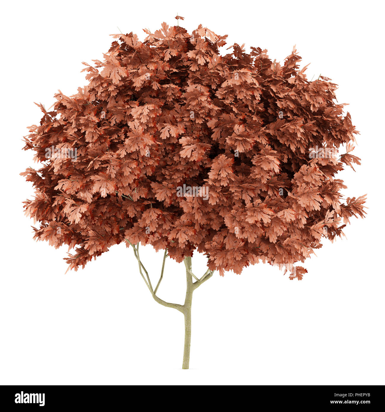 red oak tree isolated on white background Stock Photo