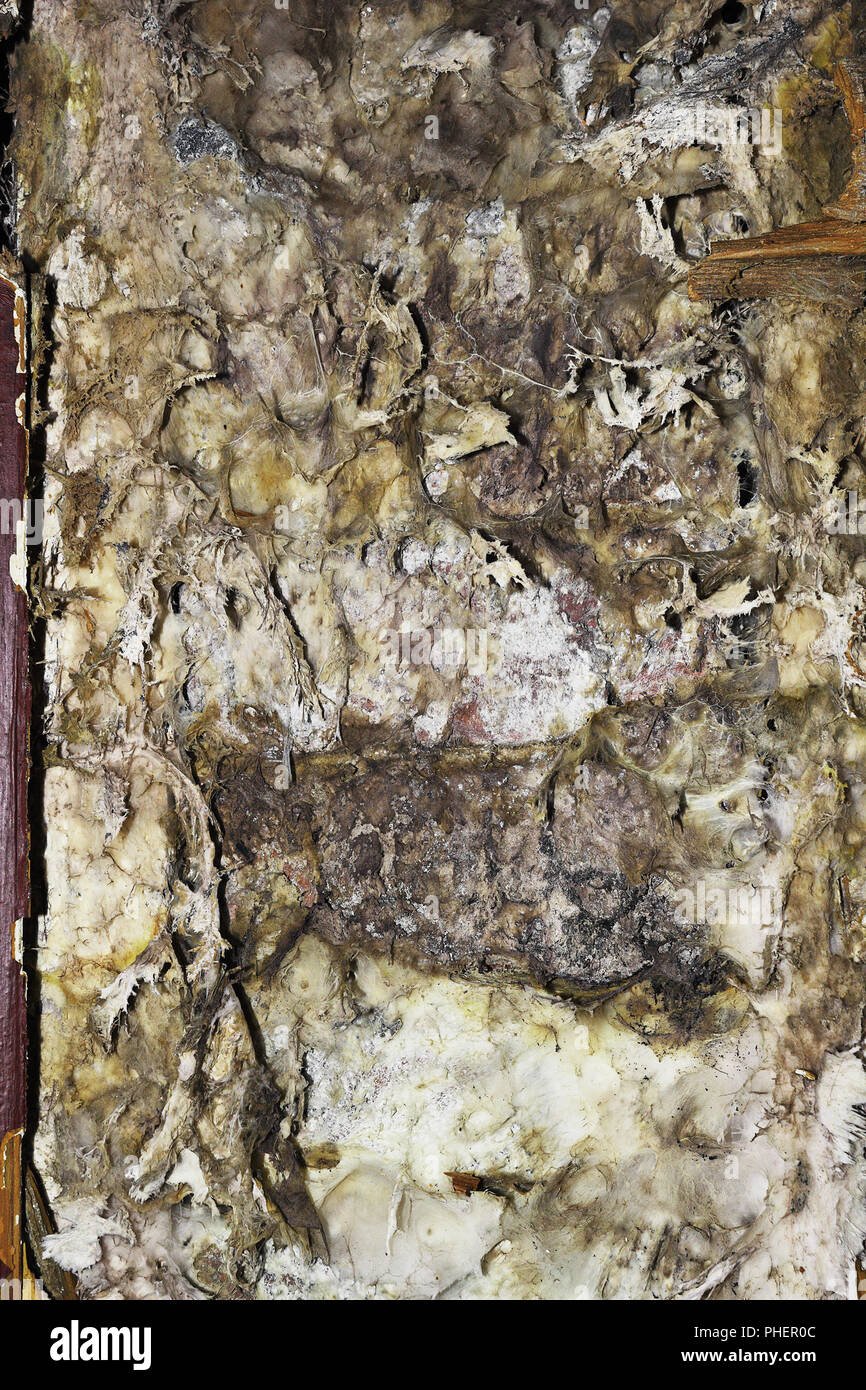 detail of dry rot mycelium (Serpula lacrymans ) Stock Photo