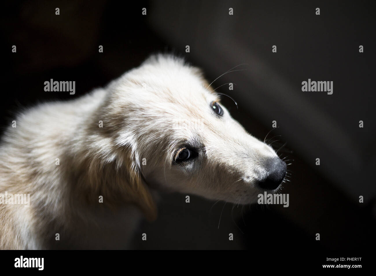 portrait of golden retriever puppy dog Stock Photo - Alamy