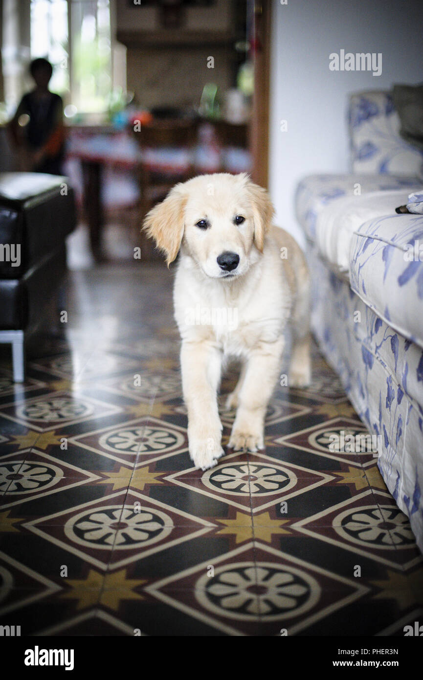 portrait of golden retriever puppy dog Stock Photo Alamy