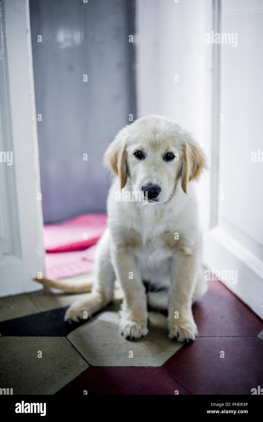 portrait of golden retriever puppy dog Stock Photo - Alamy