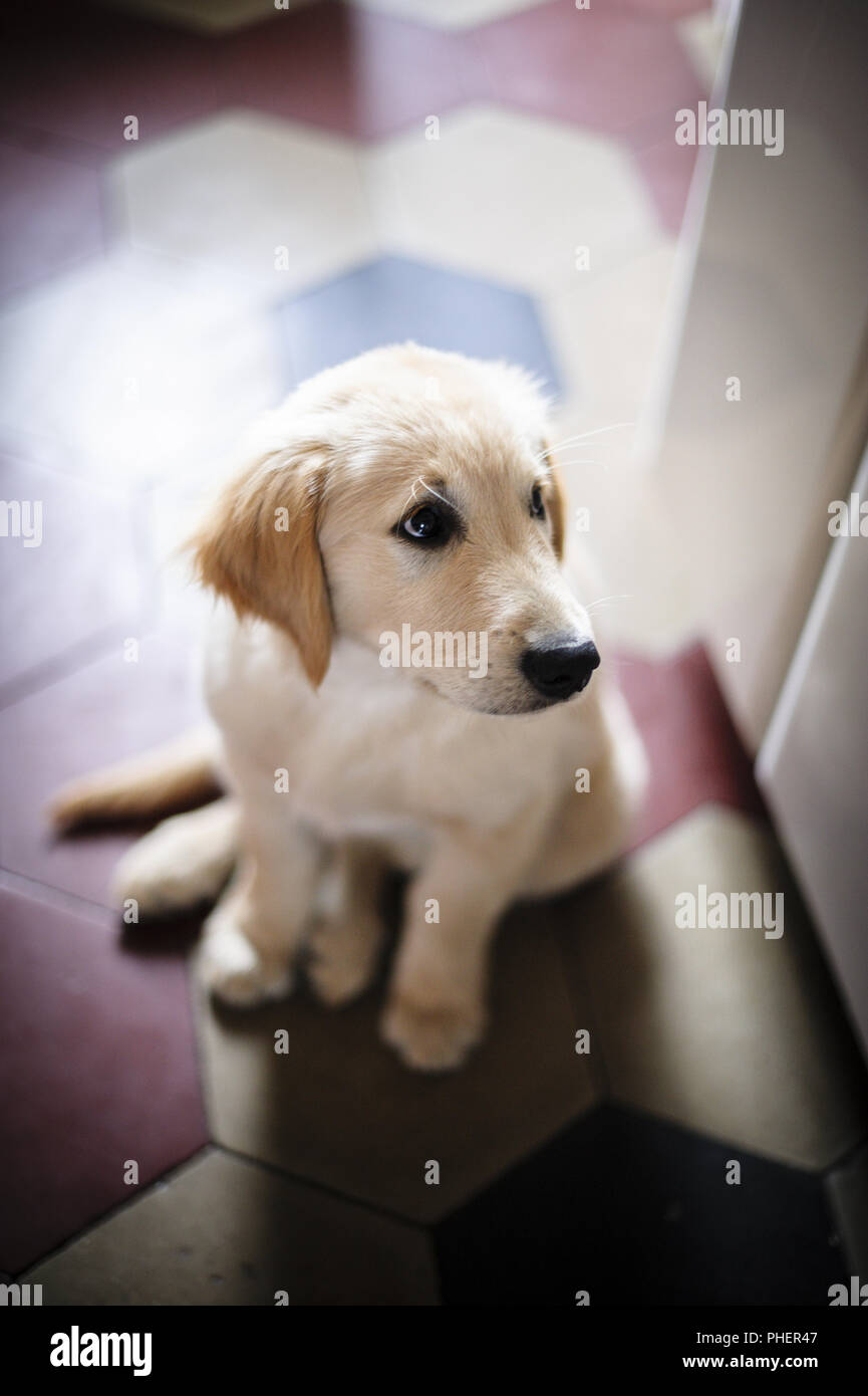 portrait of golden retriever puppy dog Stock Photo - Alamy