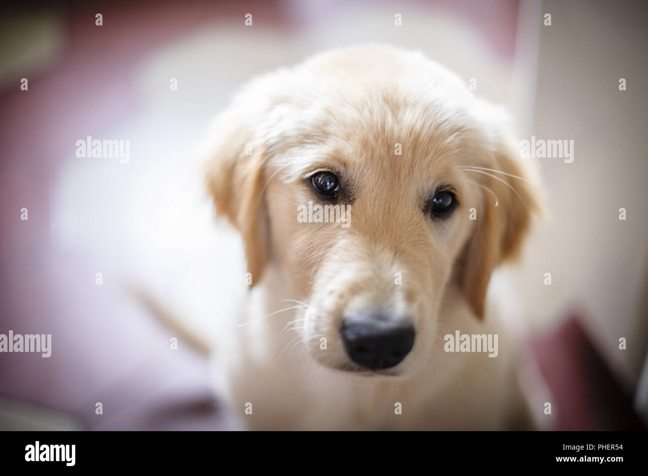 portrait of golden retriever puppy dog Stock Photo - Alamy