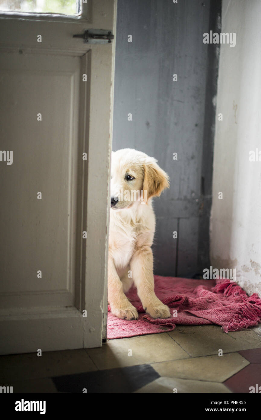 portrait of golden retriever puppy dog Stock Photo - Alamy