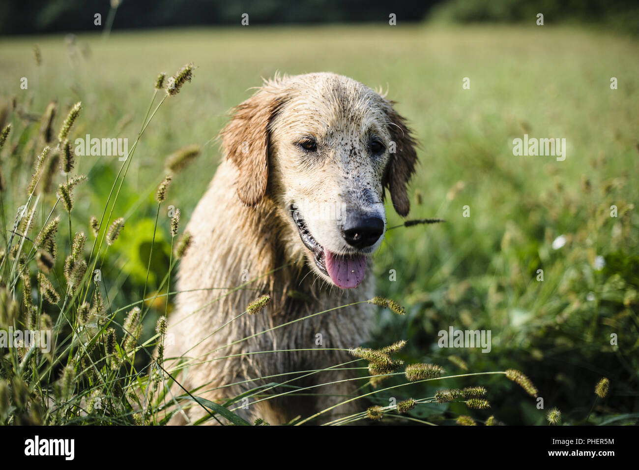 portrait of golden retriever in the tall grass Stock Photo - Alamy