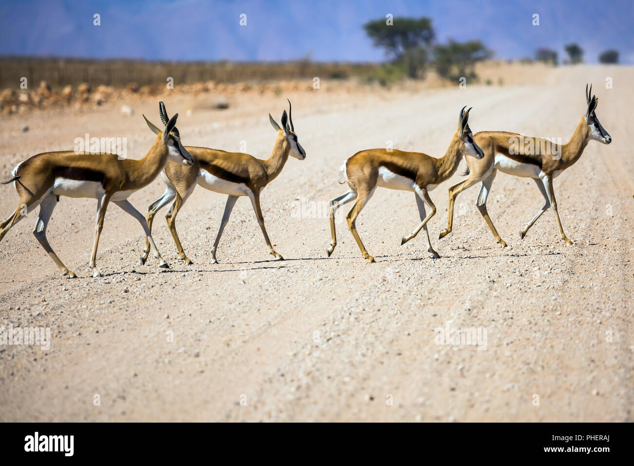 Small herd of impala antelopes cross the road Stock Photo