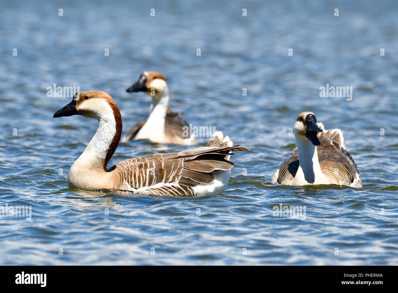 Swan goose bird close hi-res stock photography and images - Alamy