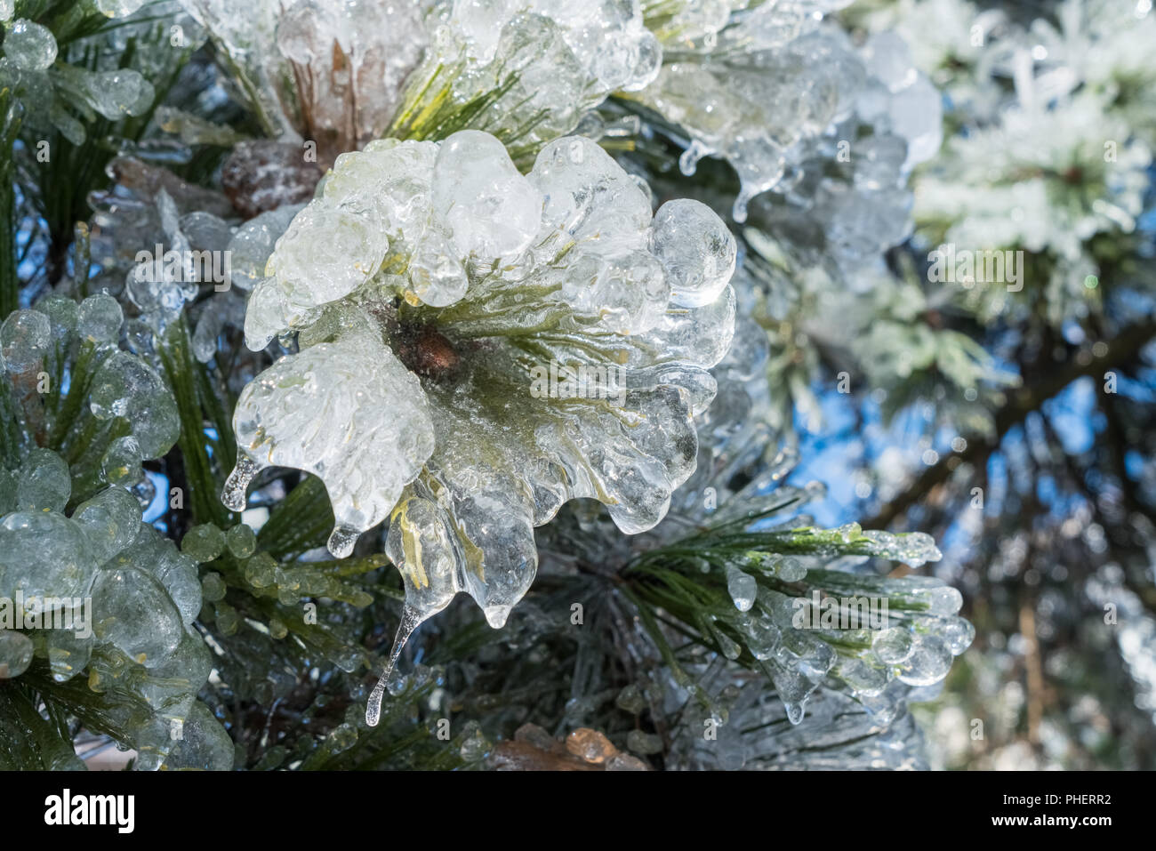 pine needles covered with ice Stock Photo