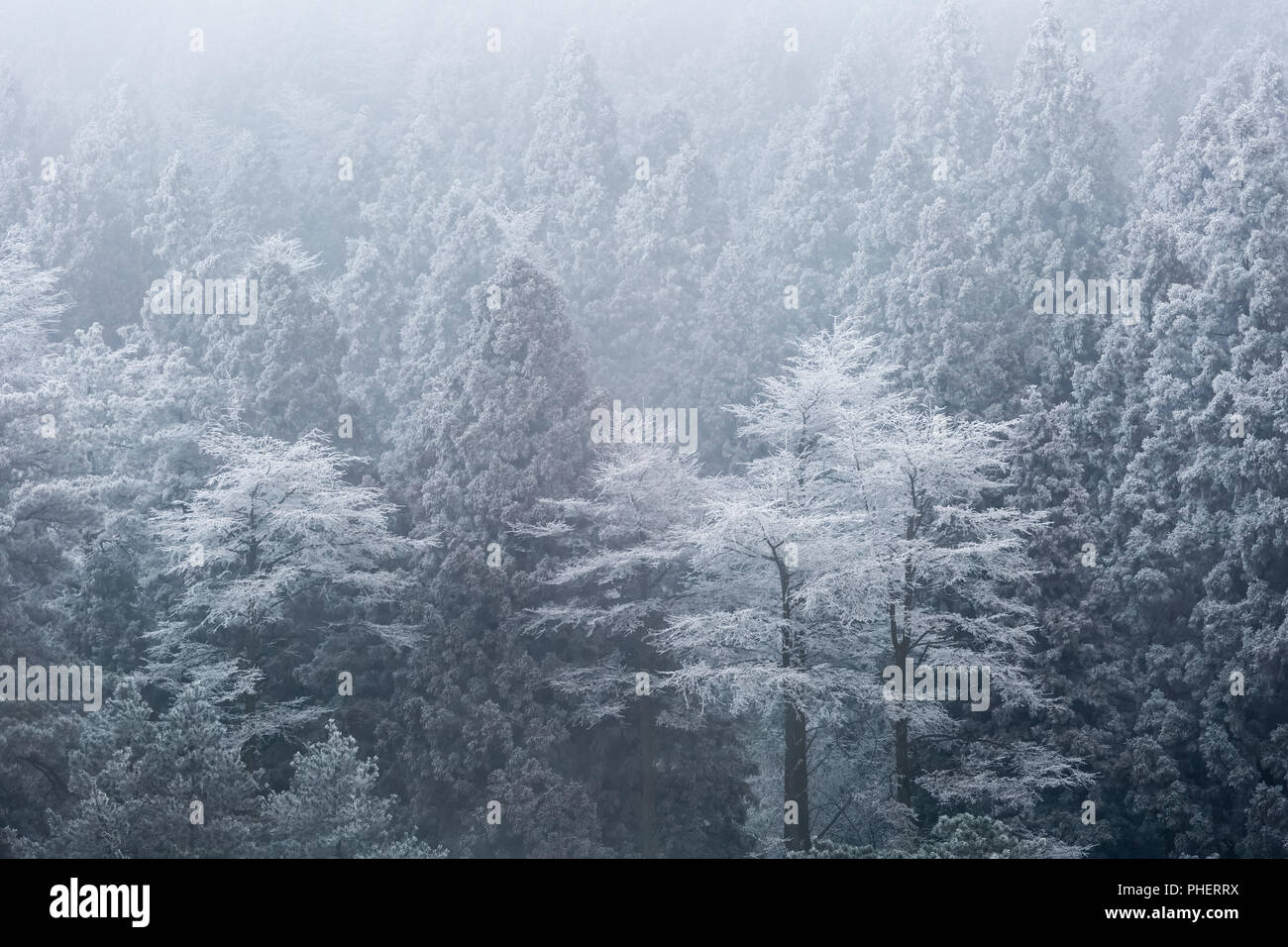 winter forest closeup Stock Photo