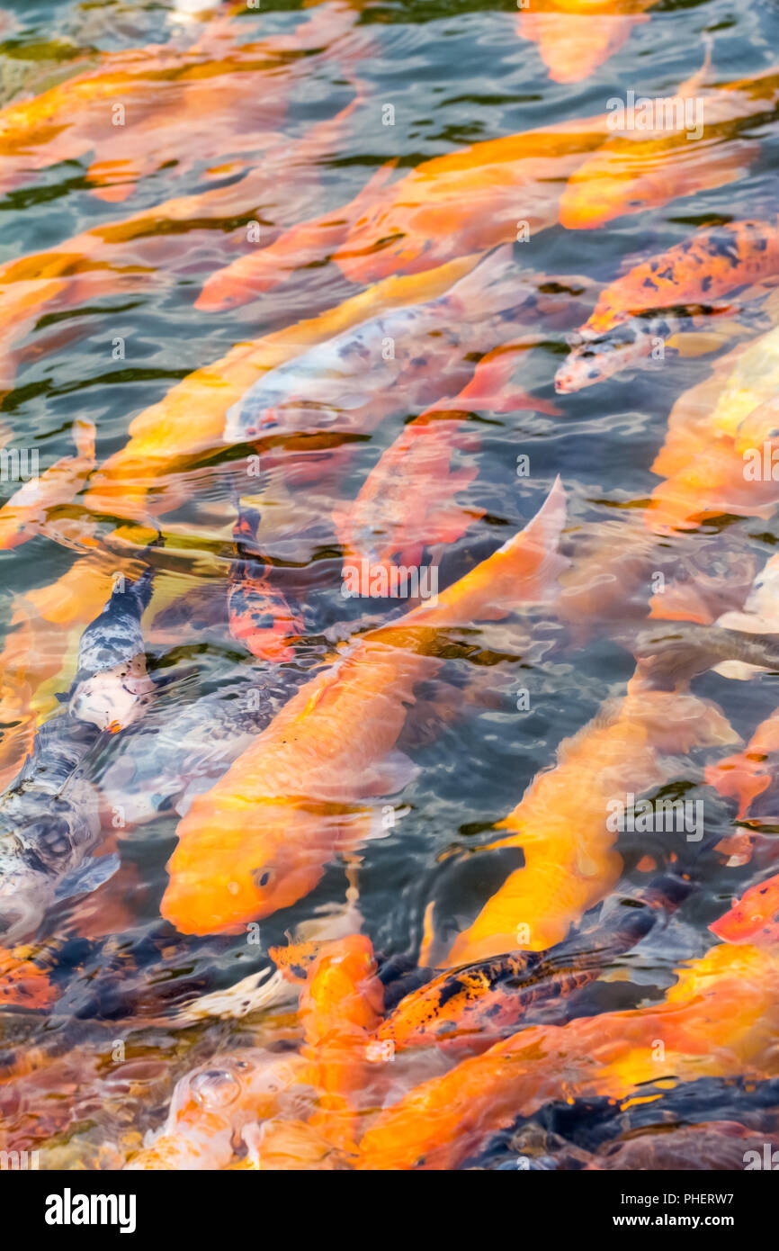 koi fish swimming in pond Stock Photo