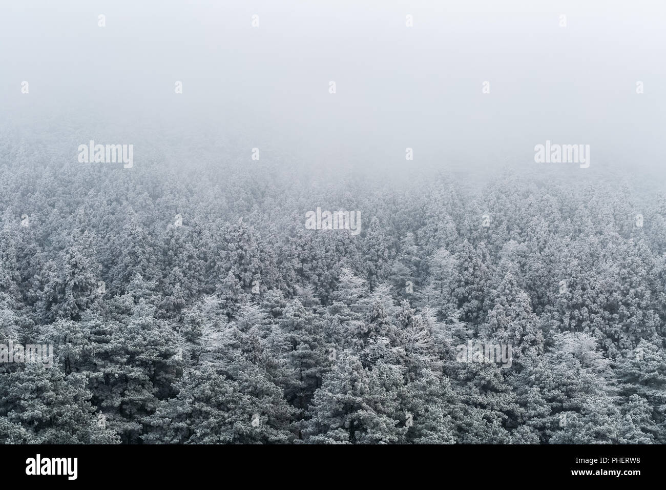 winter forest background Stock Photo