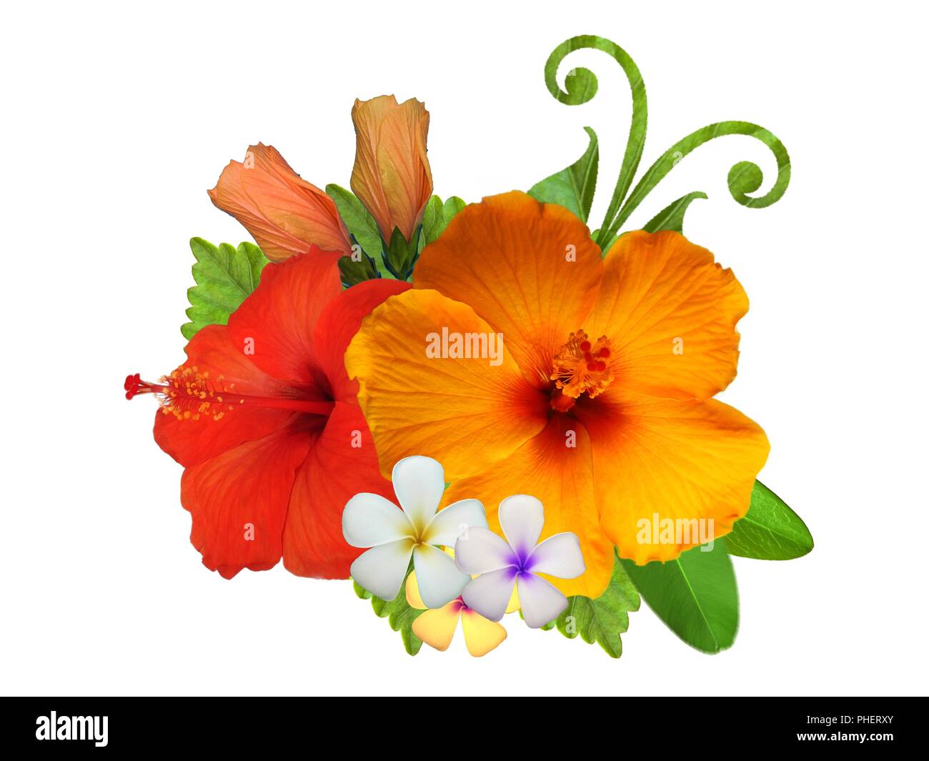 Hibiscus flowers in different colors Stock Photo Alamy
