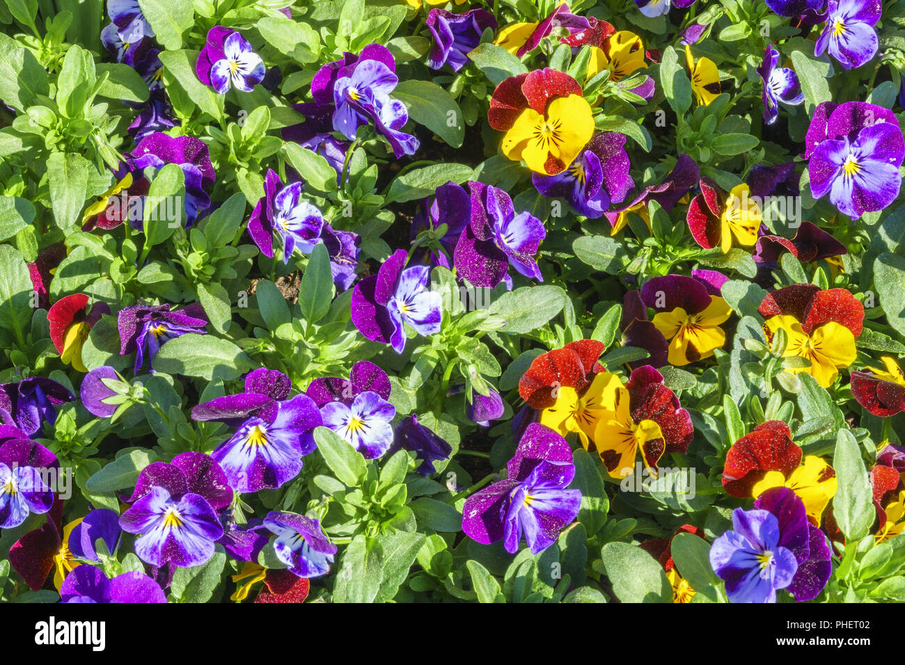 Flower%20pense%20pansy%20hi-res%20stock%20photography%20and%20images%20-%20Alamy