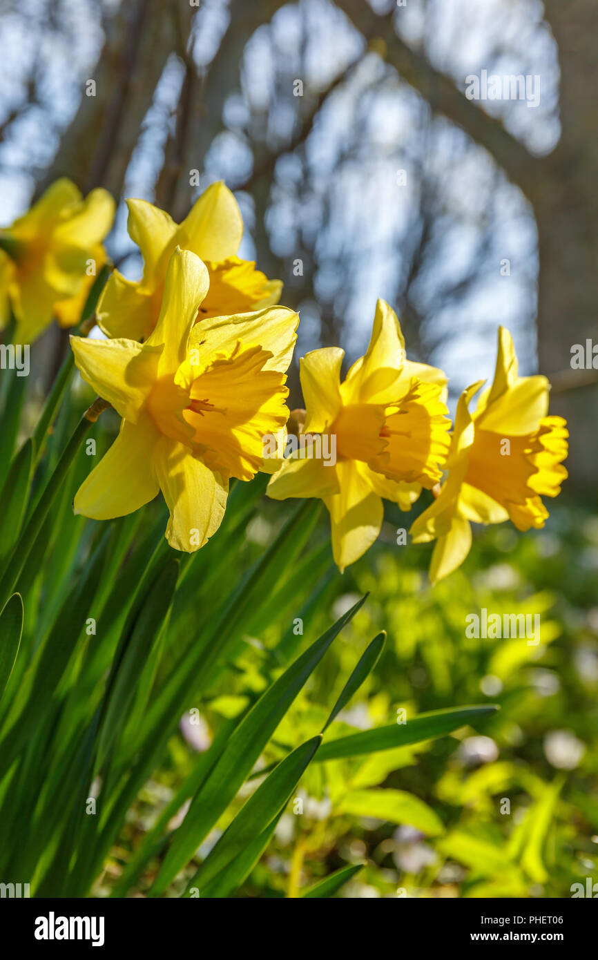 Flowering wild Daffodils flowers in bloom at spring Stock Photo