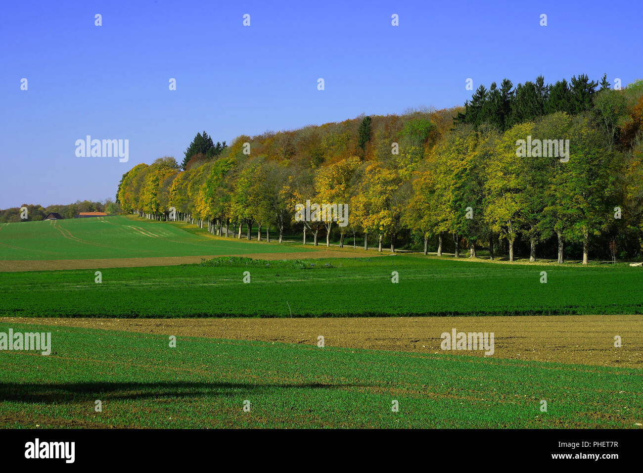 autumn; avenue; swabian highlands; Germany; Stock Photo