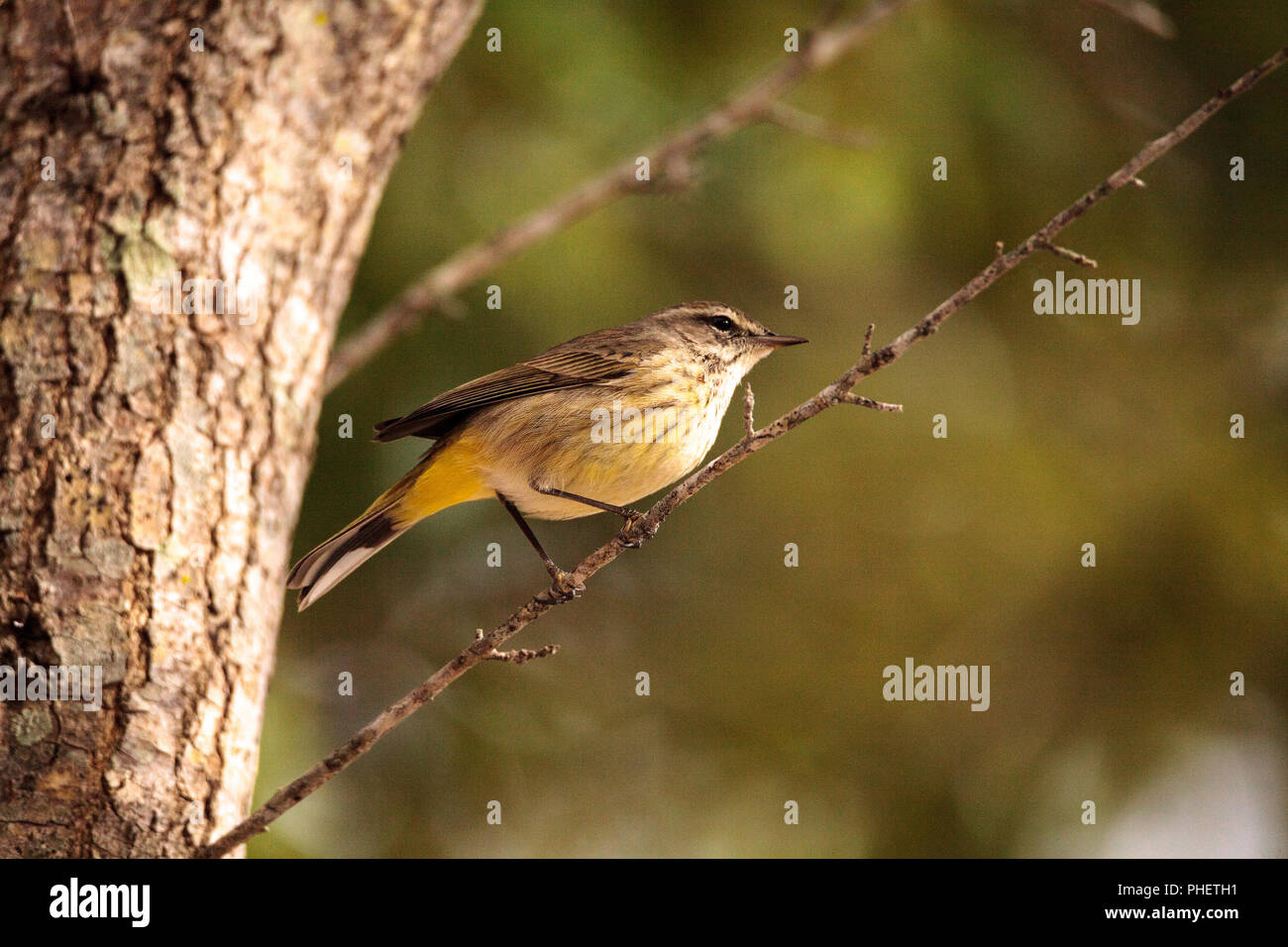 Pine warbler bird Dendroica palmarum Stock Photo Alamy