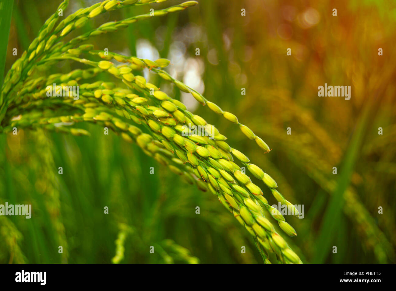 Harvest season of rice Stock Photo Alamy