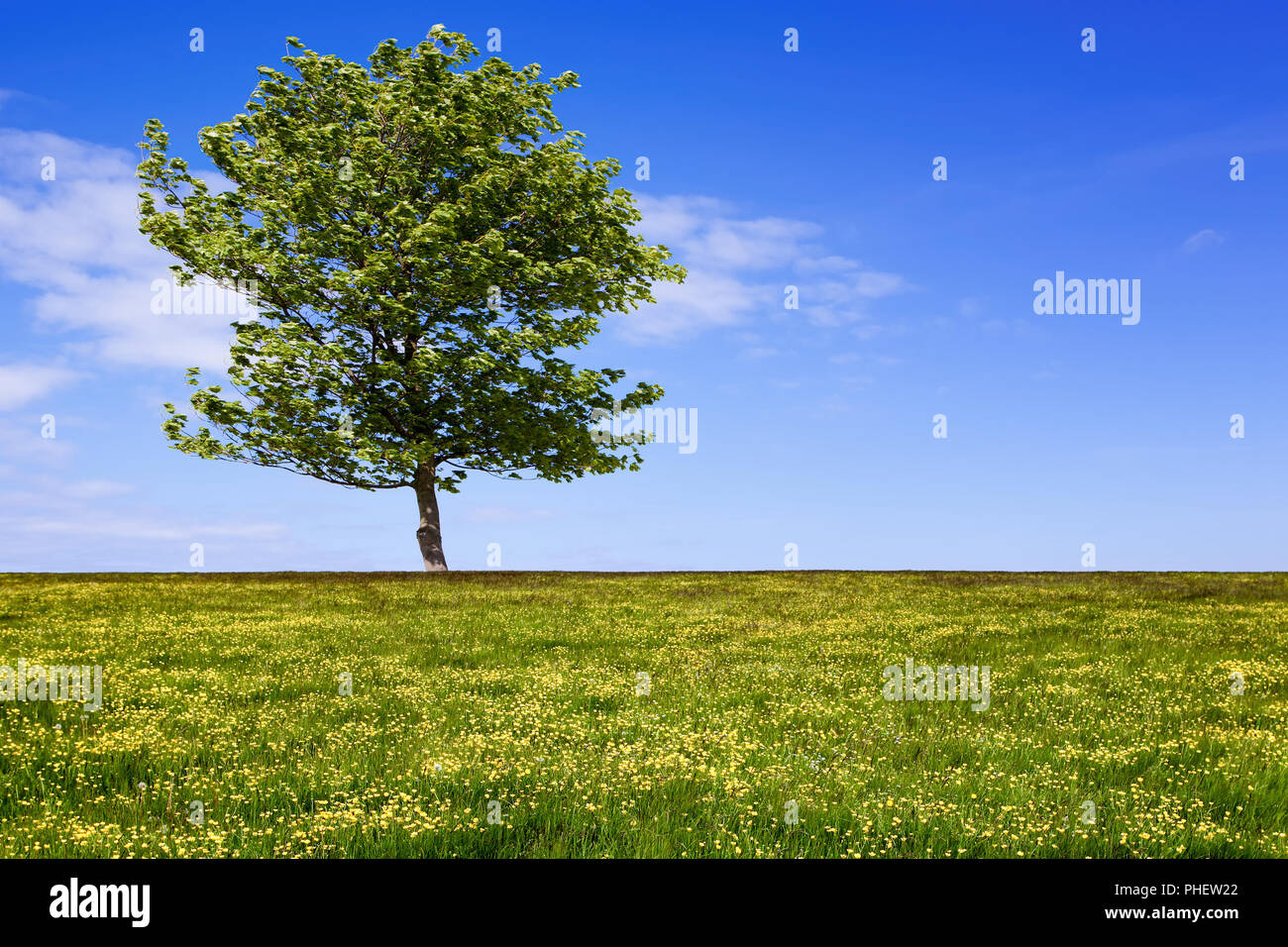 Green field with tree and cloudy sky Stock Photo - Alamy