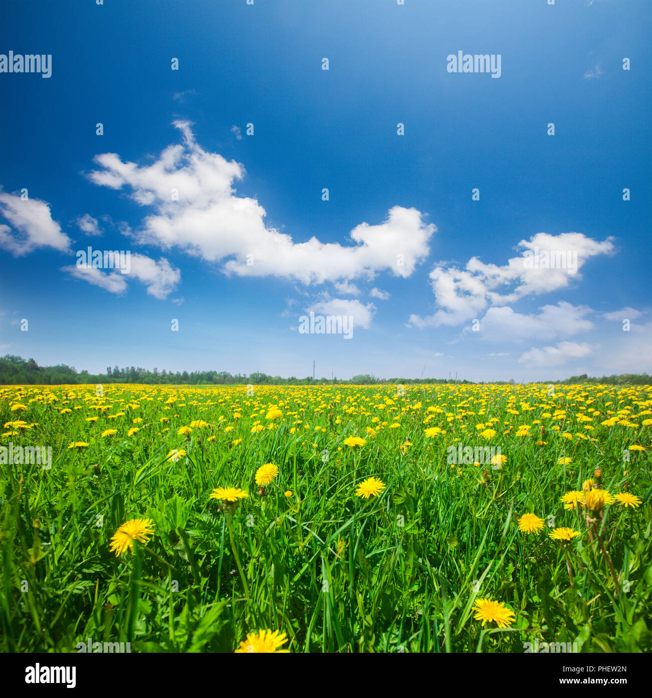 Yellow flowers field under blue cloudy sky Stock Photo