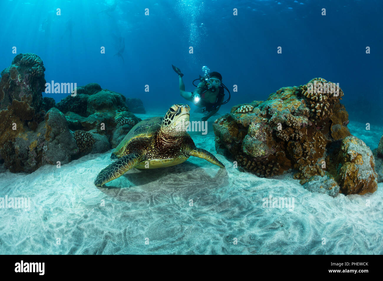 A diver (MR) and green sea turtle, Chelonia mydas, Hawaii. Stock Photo