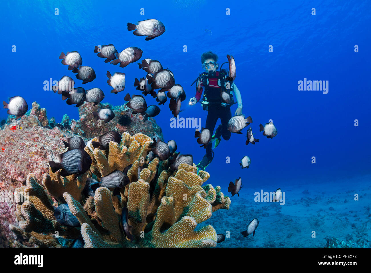 Junior certified scuba diver Sean Fleetham (MR) and Hawaiian domino damselfish, Dascyllus albisella, endemic to Hawaii, aka Hawaiian whitespot damself Stock Photo