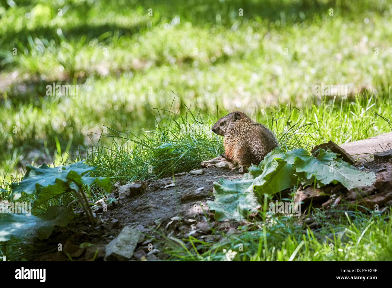 Little meadow vole (Microtus pennsylvanicus) standing on a wooden log on a green grass field Stock Photo