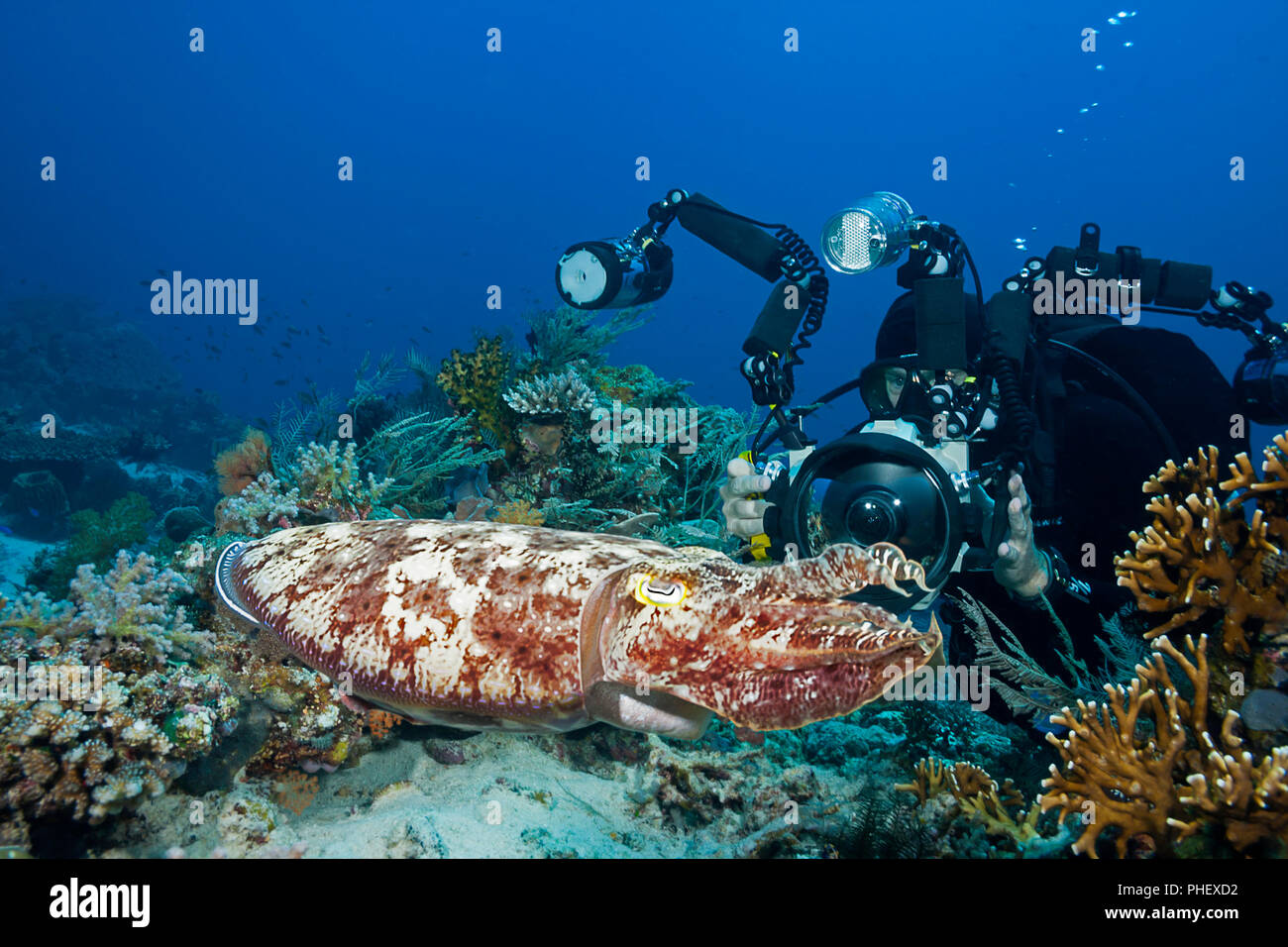 A diver (MR) points his camera at a common cuttlefish, Sepia latimanus, in Komodo, Indonesia. Stock Photo