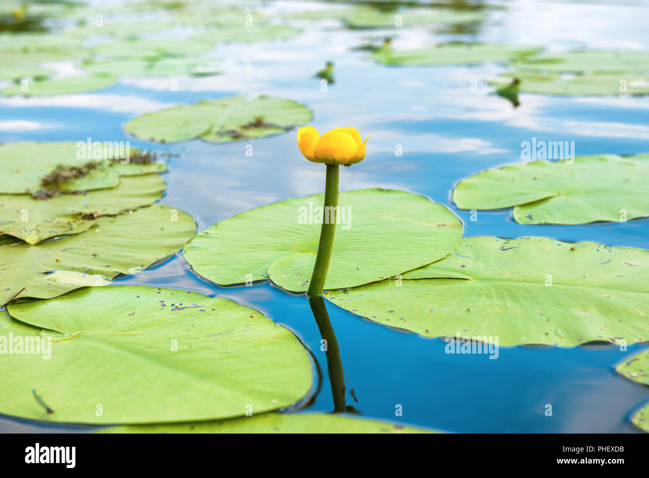Yellow flower- water lilly Stock Photo