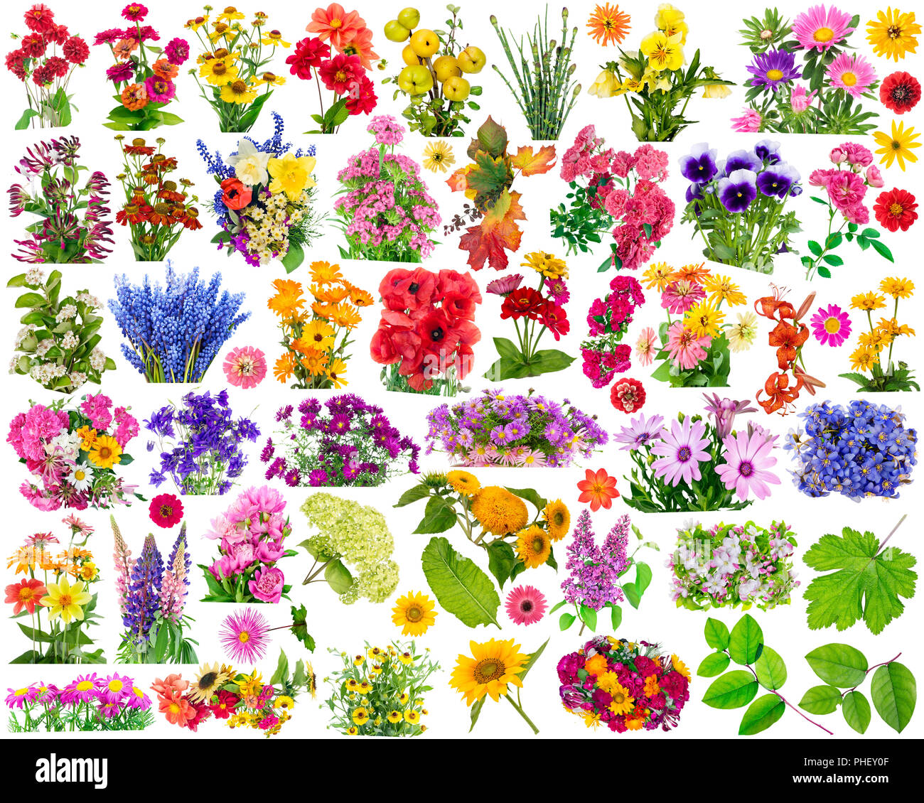 Floral design elements Stock Photo