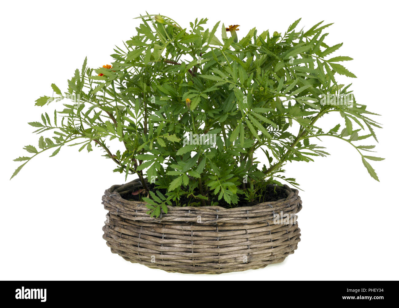 Saffron grows in a basket Stock Photo
