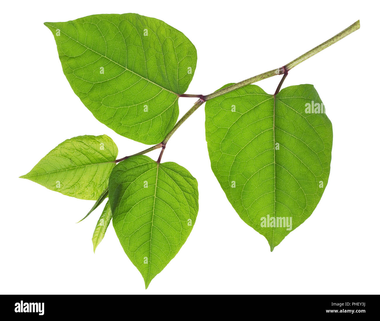 Green branch hi-res stock photography and images - Alamy