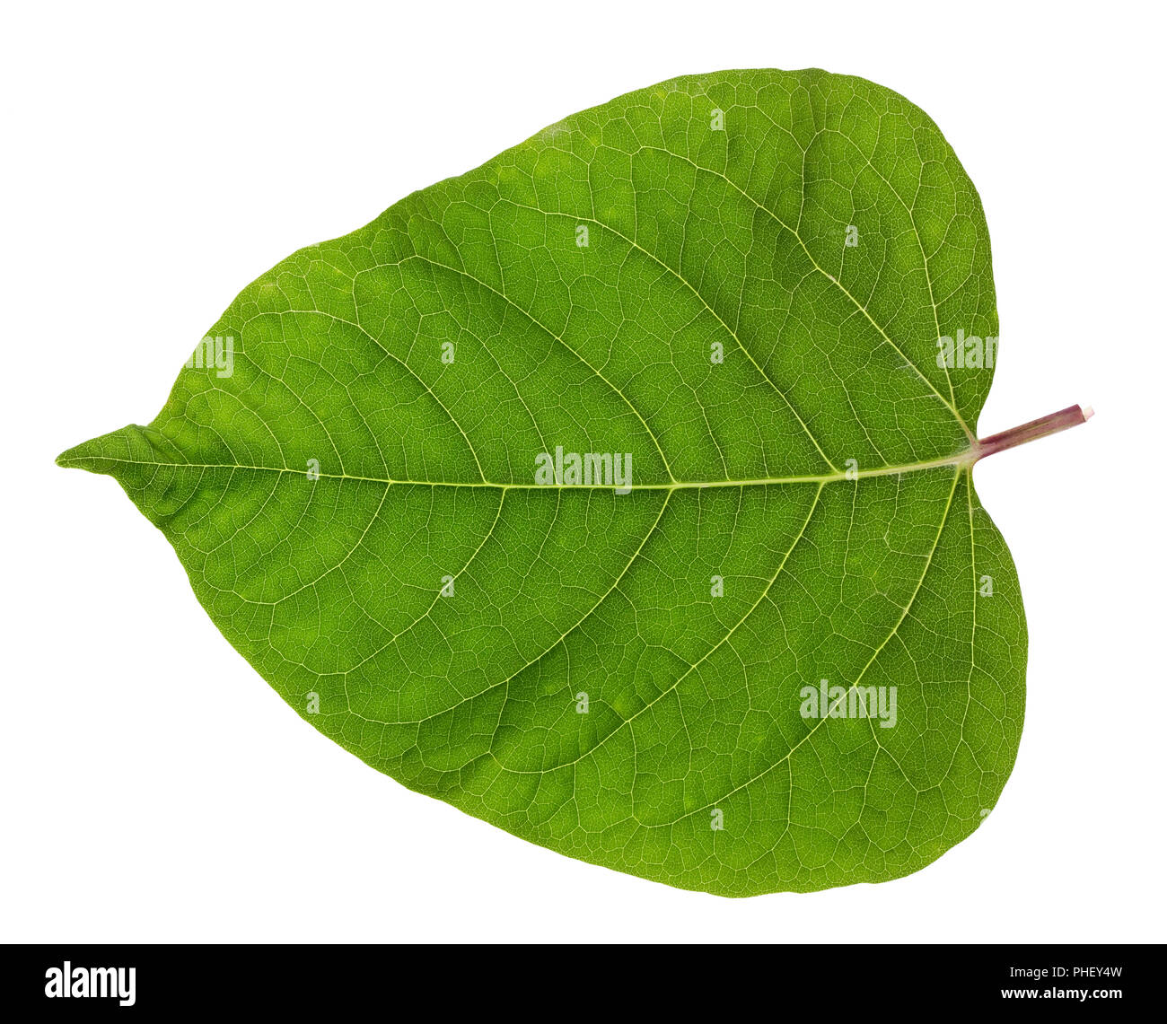 Gentle spring isolated leaf Stock Photo