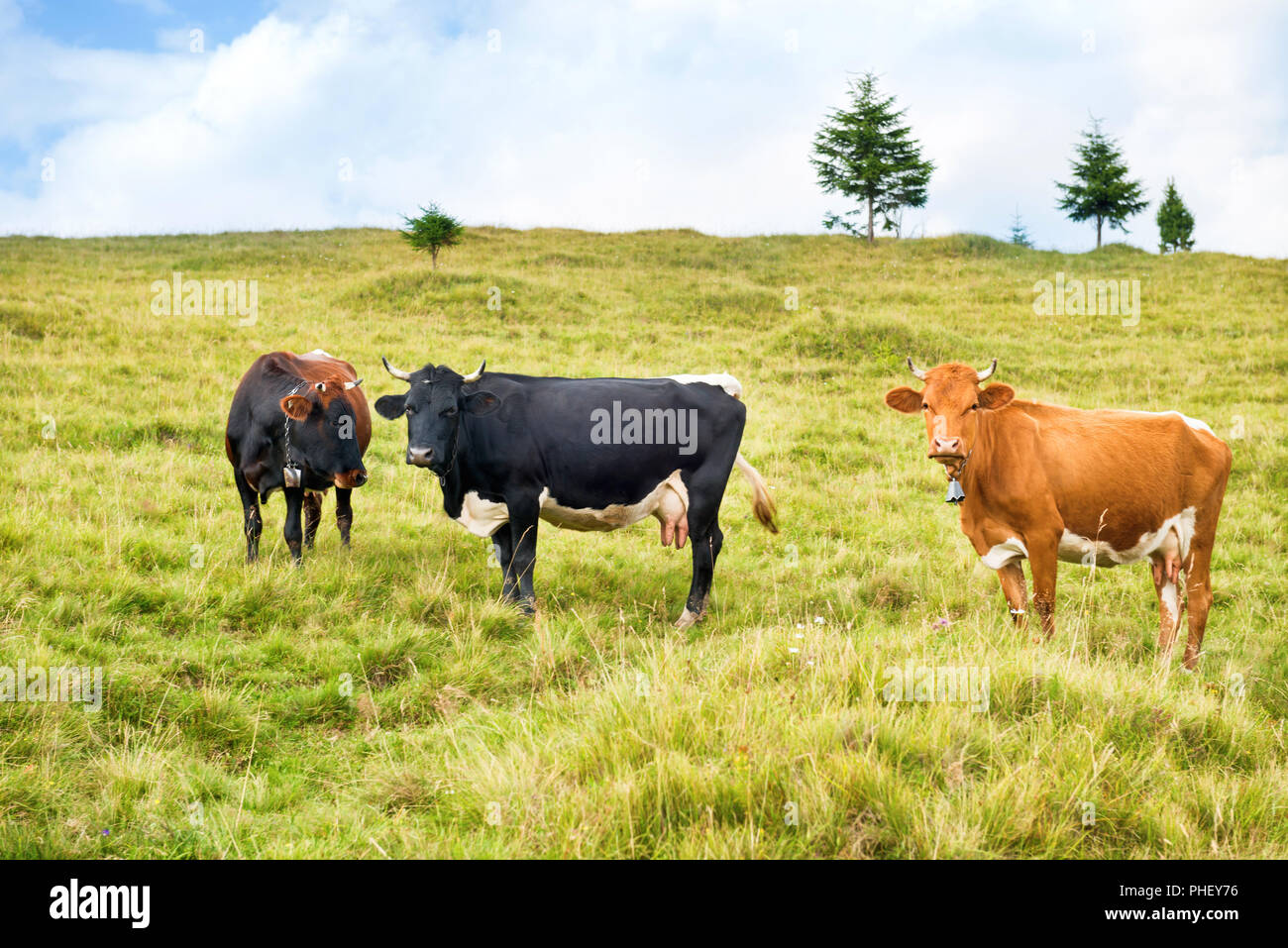 White cows on field hi-res stock photography and images - Alamy