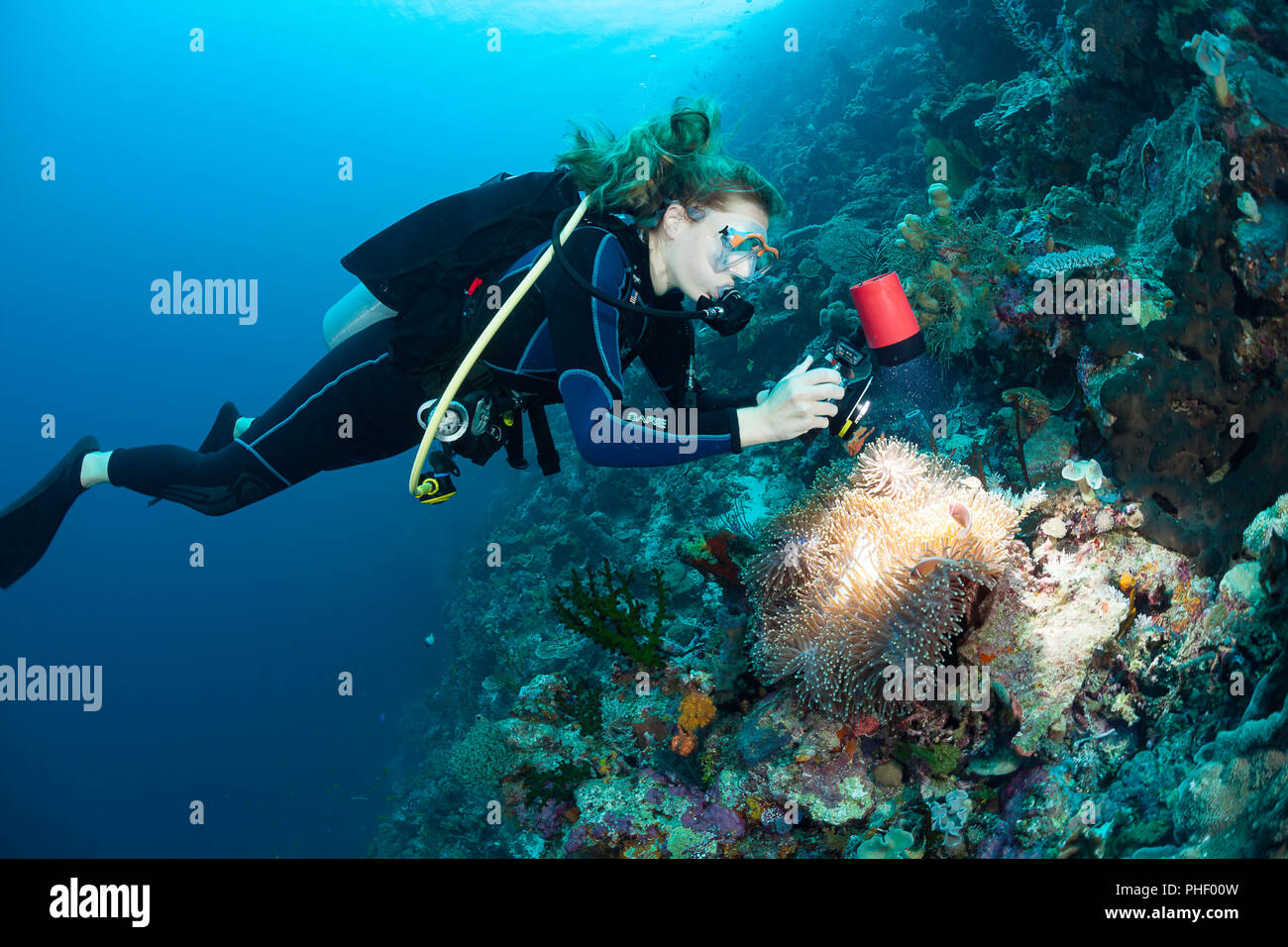 A diver (MR) lines up her camera on anemonefish, Amphiprion percula and their anemone. Wakatobi, Indonesia. Stock Photo