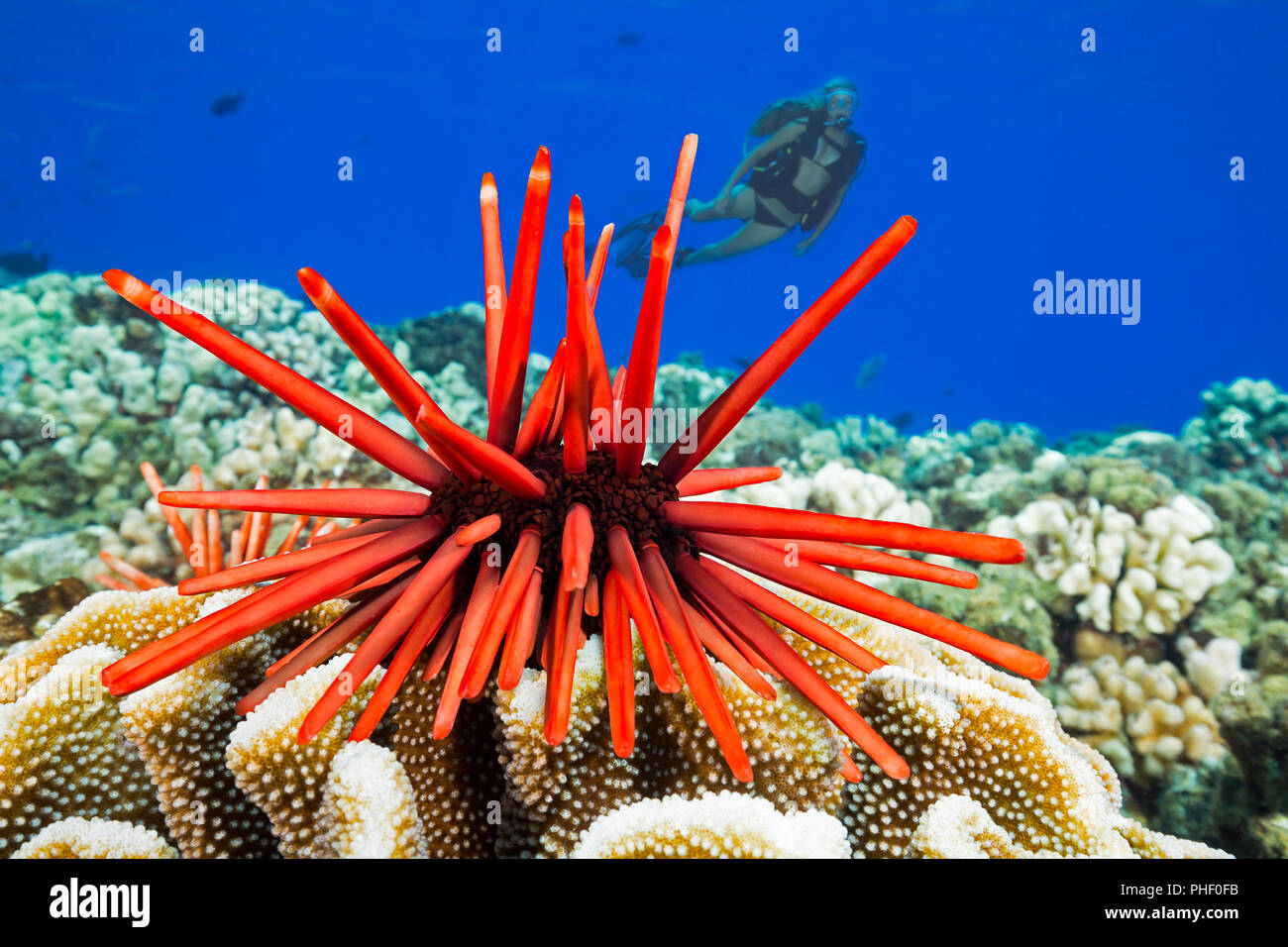 Coral Reef Sea Urchin