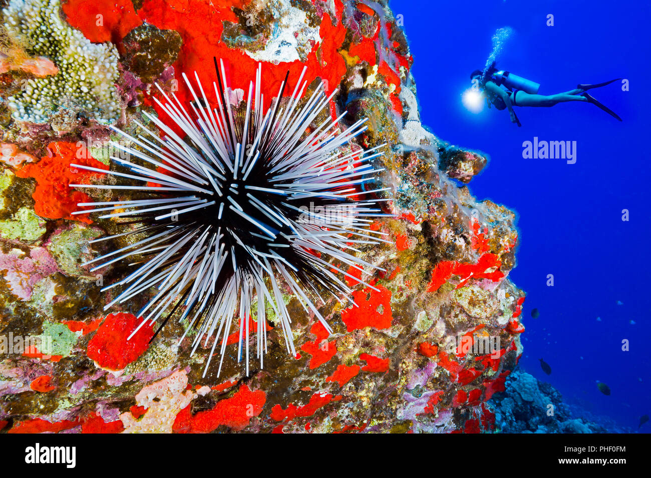 Diver (MR) and a banded sea urchin, Echinothrix calamaris, Hawaii. Stock Photo