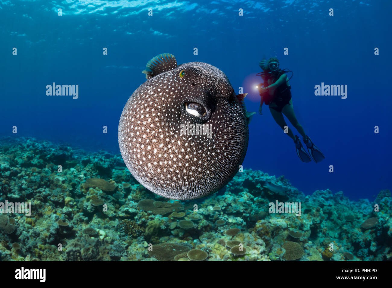 A diver (MR) gets a look at a Guineafowl pufferfish, Arothron meleagris, Yap, Micronesia. Stock Photo