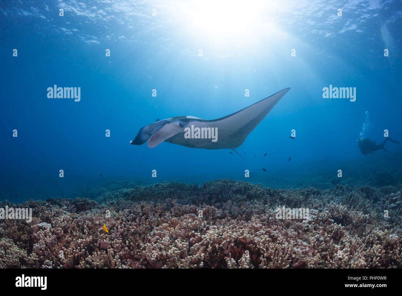 A diver observes a reef manta ray, Manta alfredi, gliding over a shallow coral reef off West Maui, Hawaii. Stock Photo