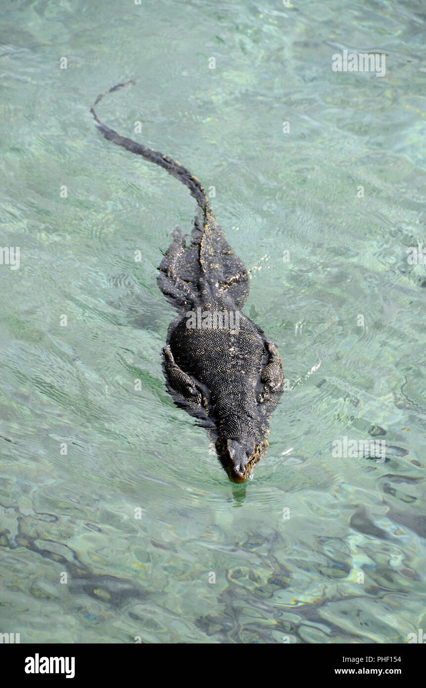 Monitor lizard swimming, top view, Pulau Weh, Sumatra, Indonesia Stock