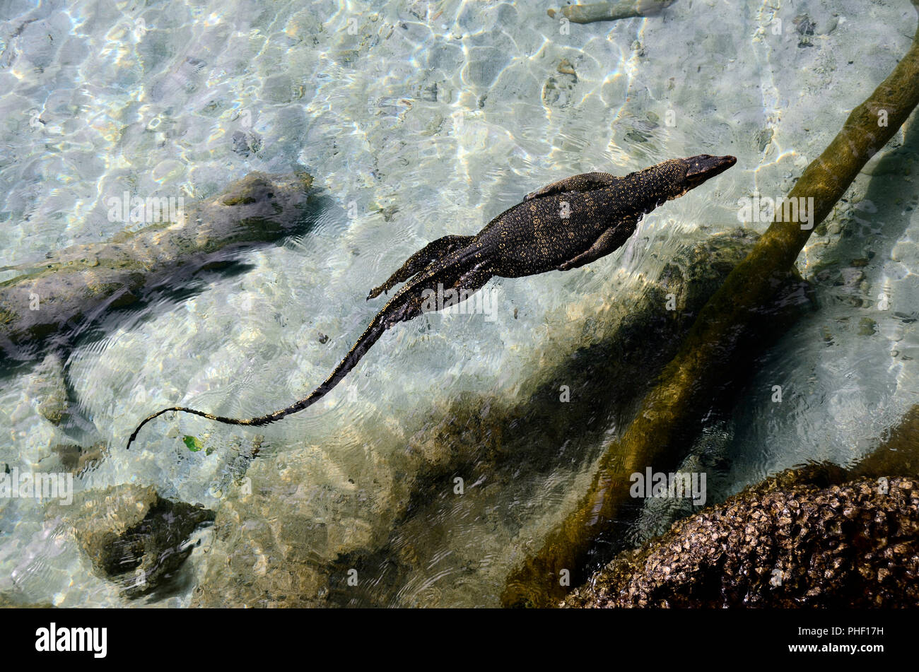 Monitor lizard swimming, top view, Pulau Weh, Sumatra, Indonesia Stock