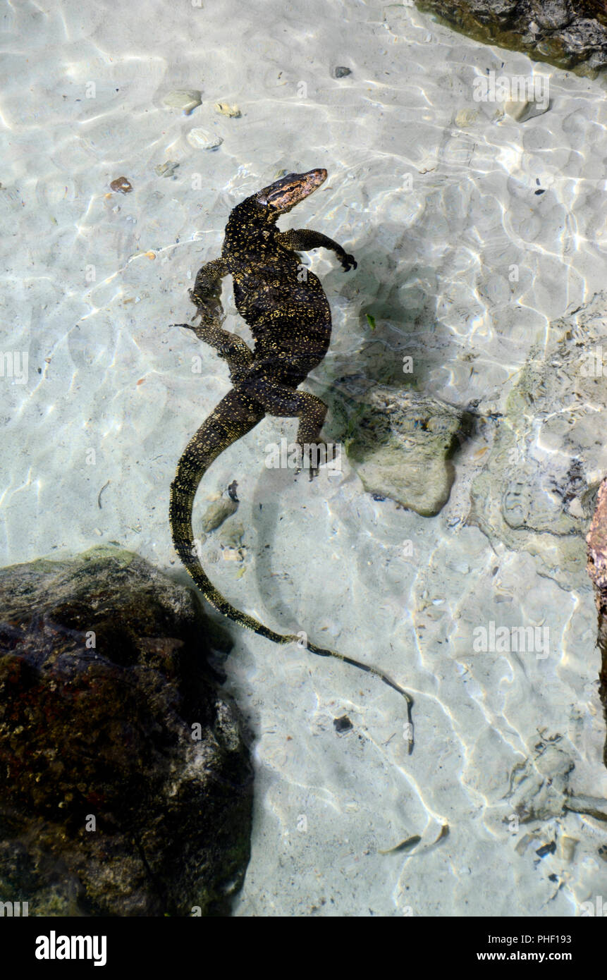 Monitor lizard swimming, top view, Pulau Weh, Sumatra, Indonesia Stock