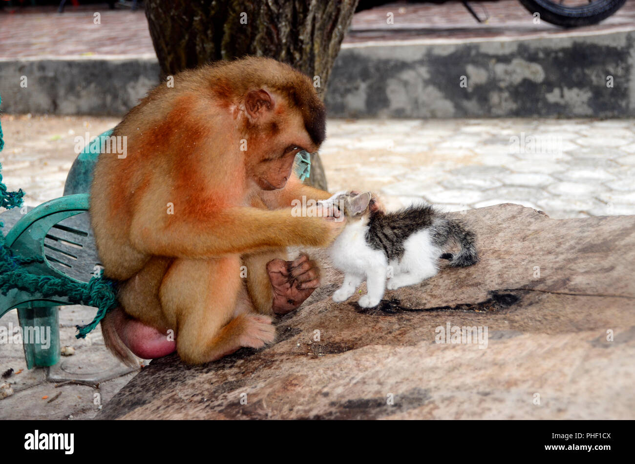 обезьянка обнимает котенка. обезьяна и кот. обезьяны обнимаются. обезьяна обнимает кота. красивая обезьяна.
