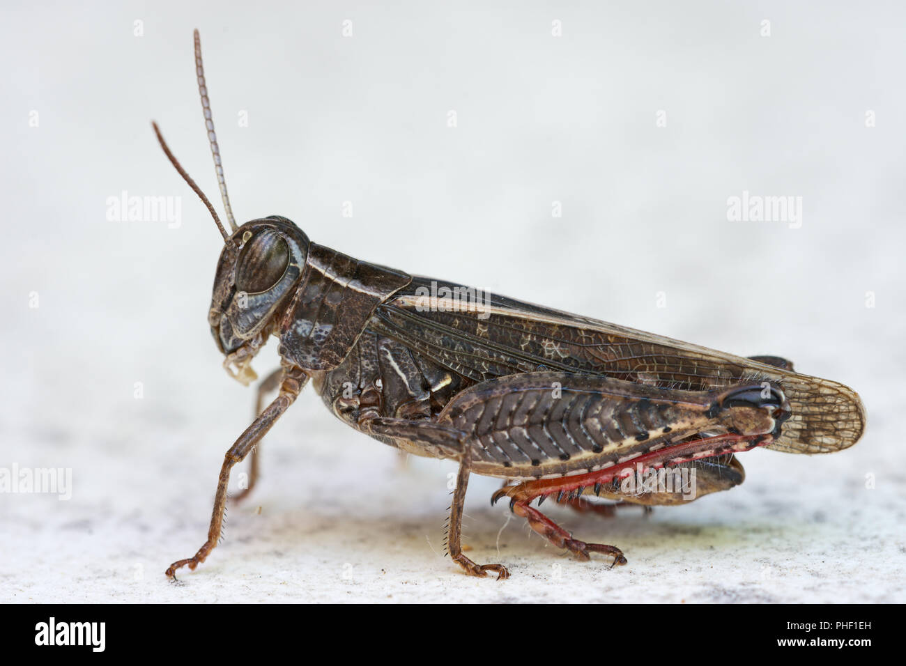 Calliptamus italicus, the Italian locust, close-up species of short-horned grasshopper. Stock Photo